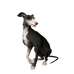 Whippet de calcetines plateados.png