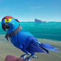 The Macaw with the Macaw Sea Dog Outfit equipped.