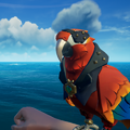 A Crimson Macaw with the outfit.