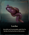 Leeches in a player's inventory.