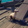 The Fawn Whippet in-game.