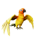 Flame Feather Macaw.png