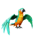 Bright Belly Macaw.png