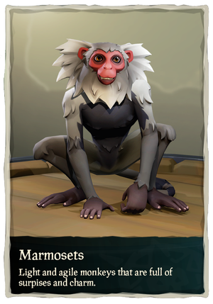 Marmosets.png