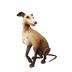 Fawn Whippet.png