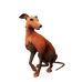 Redback Whippet.png