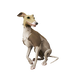 Streaked Whippet.png