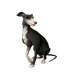 Silverfoot Whippet.png