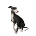 Silverfoot Whippet.png